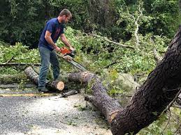 How Our Tree Care Process Works  in  Valley, AL