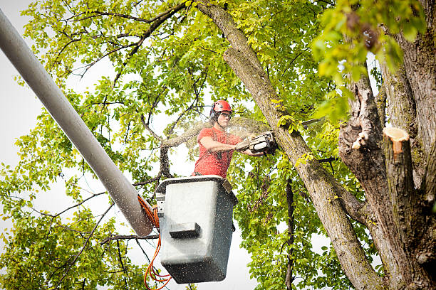 Trusted Valley, AL Tree Care Experts